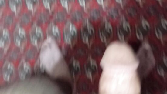 Penis